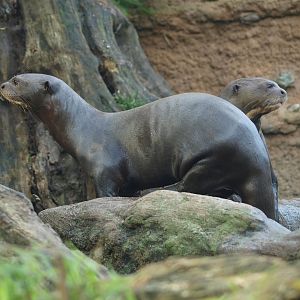 Giant otter (Pteronura brasiliensis), 2014-10-19