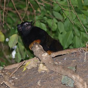 Golden-handed tamarin (Saguinus midas), 2014-10-19