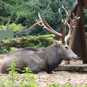 Père David's deer (Elaphurus davidianus), 2014-10-19