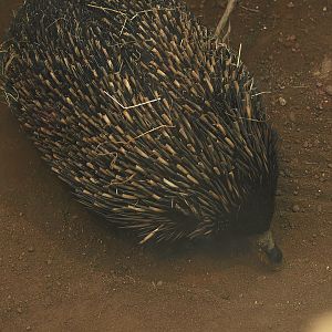 South-east Australian short-beaked echidna (Tachyglossus aculeatus aculeatus), 2014-10-19