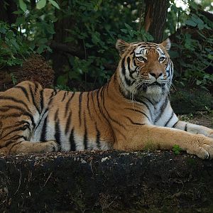 Amur tiger (Panthera tigris altaica), 2014-10-19