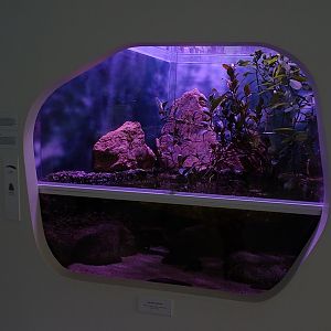 Tank for axolotl