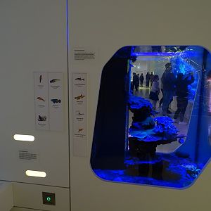 Tank for pipefish and gobies