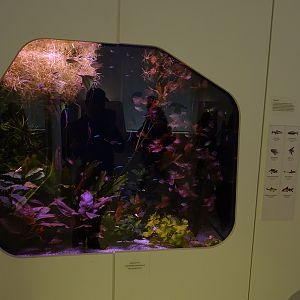 Mixed species South-American freshwater tank