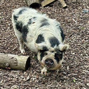 Kunekune (Sus domesticus)