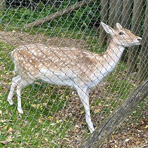 Fallow deer (Dama dama)