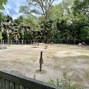 Domestic Equid Exhibit