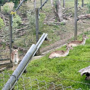 Fallow Deer (Fawns)