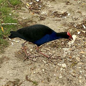 Pūkeko (Porphyrio melanotus)