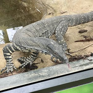 Lace Monitor (Tongue Out)