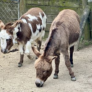 Miniature donkey (Equus asinus domestic miniature)