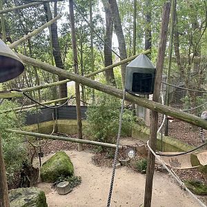 Ring-tailed Lemur Exhibit