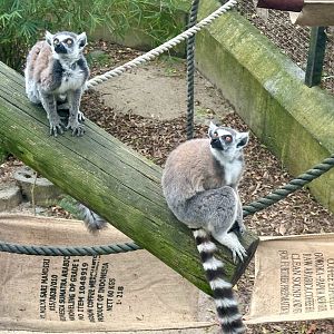 Ring-tailed lemur (Lemur catta)