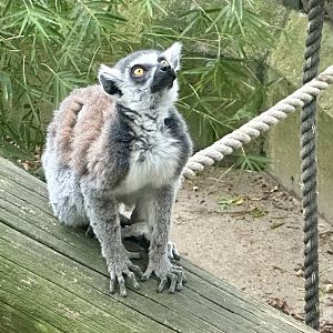 Ring-tailed lemur (Lemur catta)