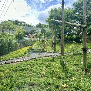 Ring-tailed Lemur Exhibit