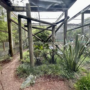 Fishing Cat Exhibit 2