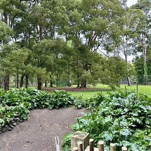 Spider Monkey Exhibit