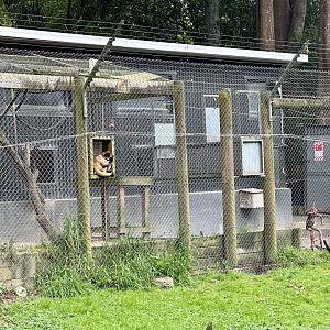 Spider Monkey House (Exterior)