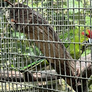 Red-crowned parakeet (Cyanoramphus novaezelandiae)