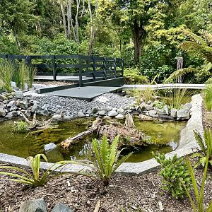 New Zealand Long-fin Eel Pond