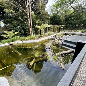 New Zealand Long-fin Eel Pond