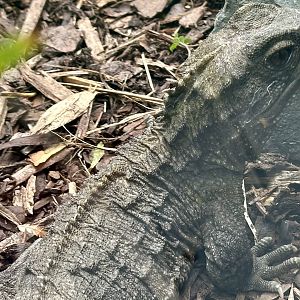 Tuatara (Sphenodon punctatus)