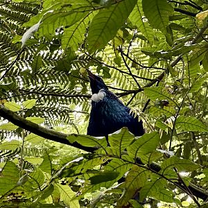 Tūī (Singing)