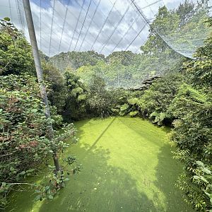 New Zealand Freeflight Aviary