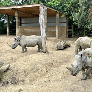 Rhino Paddock 3 (Cow’s Paddock)