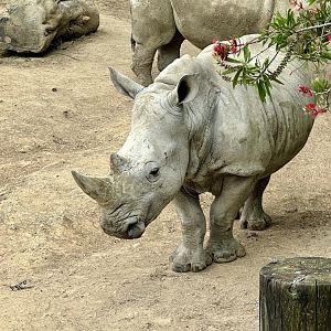 Zahra (Southern white rhinoceros)
