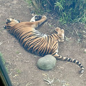 Sumatran Tiger Cub (9 months Old)