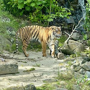 Scout (Sumatran Tiger)