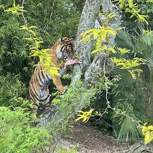 Scout (Sumatran Tiger)