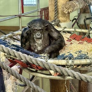 Sanda (Common Chimpanzee)