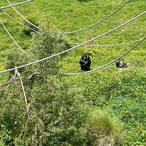 Lucifer and Lucy (Common Chimpanzee)