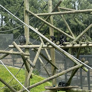 Common Chimpanzee Family