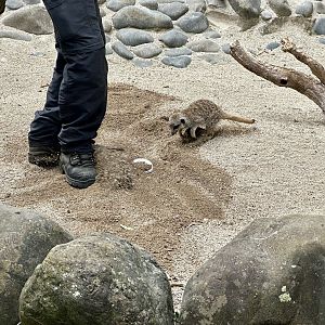 Meerkat Racing Keeper