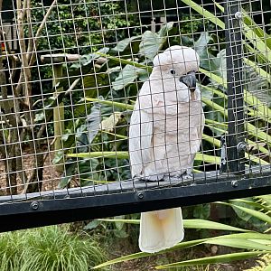 Salmon-crested cockatoo (Cacatua moluccensis)