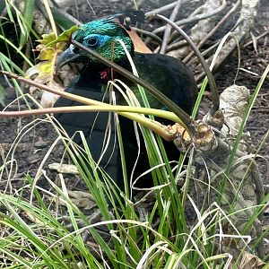 Himalayan Monal (Male)