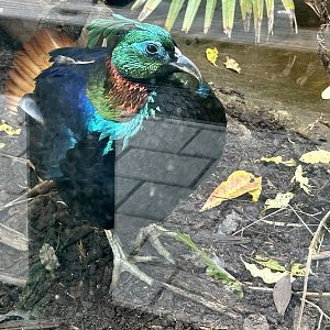 Himalayan Monal (Male)