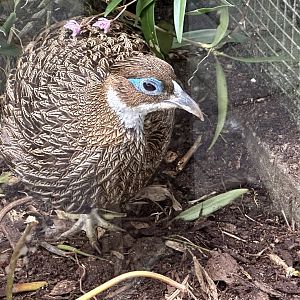 Himalayan Monal (Female)