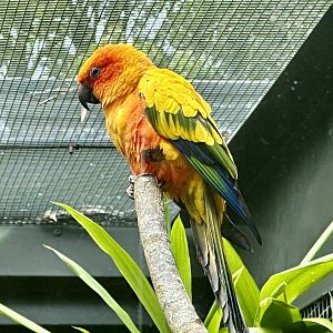 Sun conure (Aratinga solstitialis)