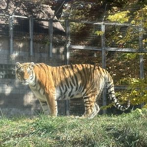 Amur Tiger