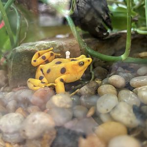 Panamanian Golden Frog
