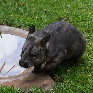 New Species for Walkabout Creek: Southern Hairy-nosed Wombat