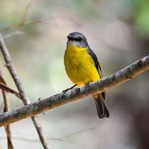 Eastern Yellow Robin
