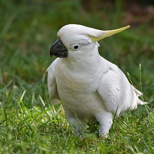 Sulphur-crested Cockatoo