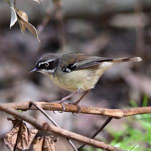 White-browed Scrubwren