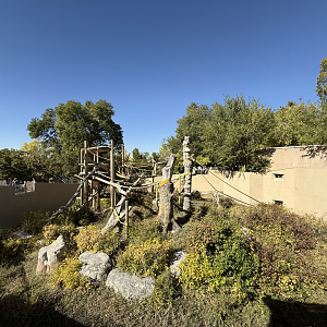 Great Apes - Orangutan Outdoor