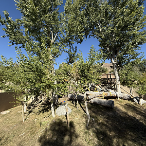 Great Apes - Gorilla Outdoor